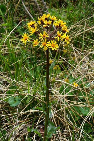 Ein schönes greises Aschkraut mit einer Dolde mit vielen sonnenfarbigen gelben Blüten